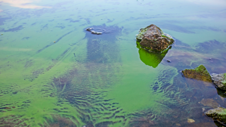 Algal bloom