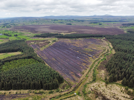 Haughey's Bog (foreground) with Black Bog SAC behind