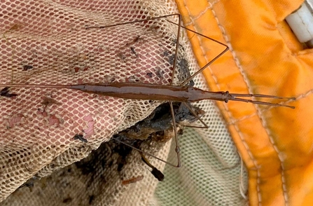 Water stick insect at Bog Meadows small 