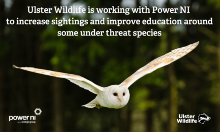 Barn Owl Power NI