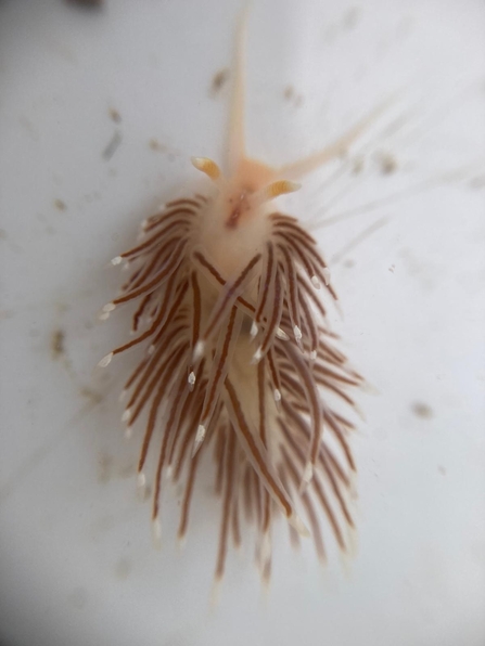 Nudibranch found at the oyster nursery 