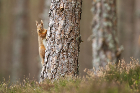 Red squirrel on tree in pine forest