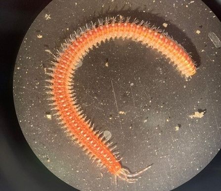 Leodice harassi Sea Worm