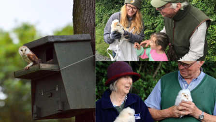 Barn owls for Appeal 