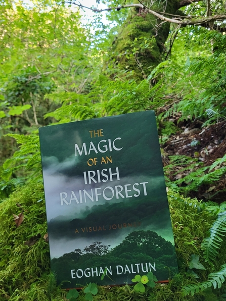 The Magic of an Irish Rainforest 