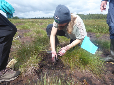 Lykka Peatlands