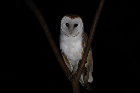 Male barn owl perched in branch apex against a night background