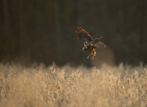 Female marsh harrier