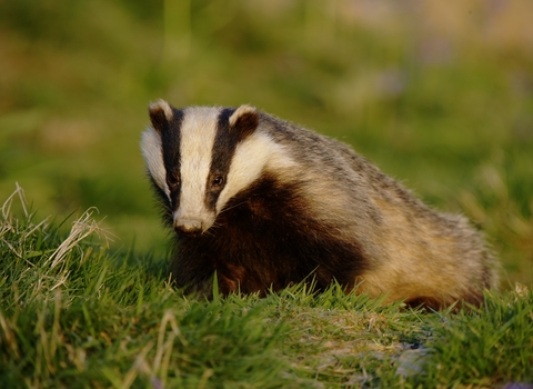 Badger