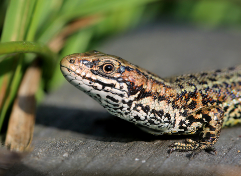 Common lizard