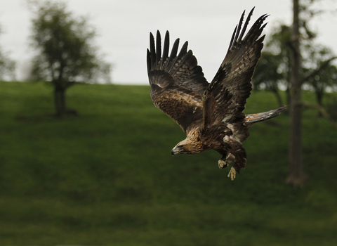 Golden eagle in flight