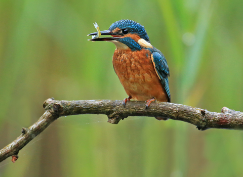 Kingfisher