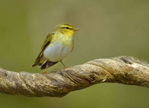 Wood warbler