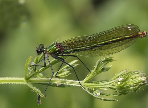 Banded Demoiselle