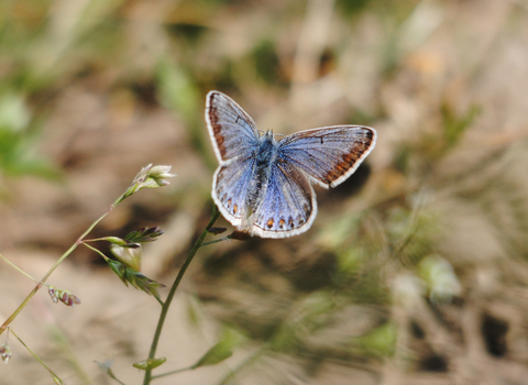 Common Blue butterfly female