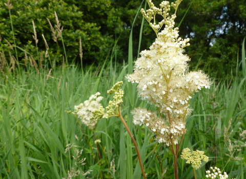 Meadowsweet