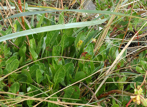 Sea Beet