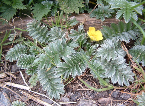 Silverweed