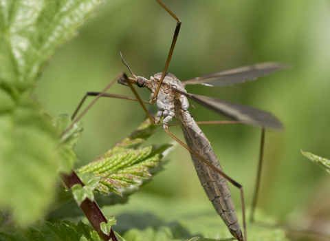 Crane fly (Tipula luna)