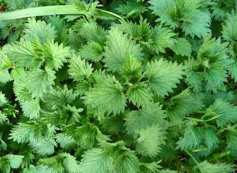 Stinging nettle