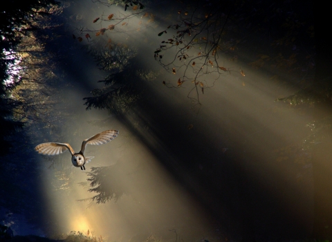 Barn owl