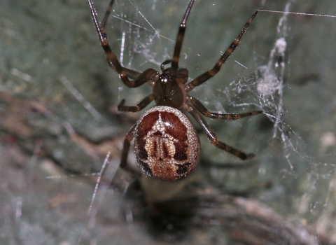 Noble false widow spider