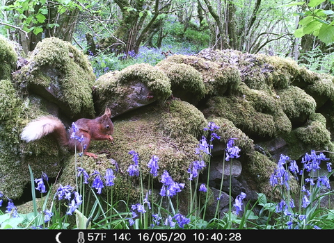 Red squirrel - Straidkilly, July 2020