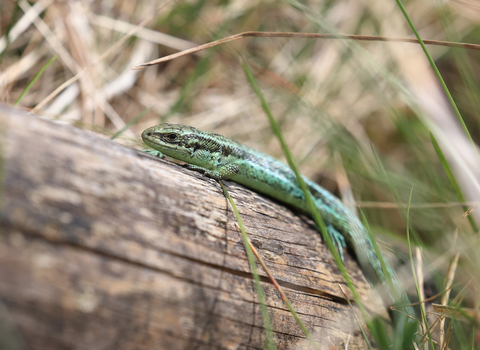 Common lizard at Slievenacloy (c) Ronald Surgenor.jpg