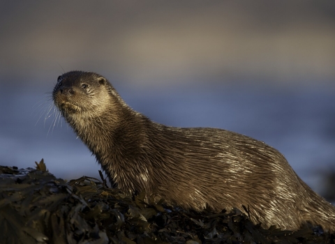 An otter standing on a large pile of kelp