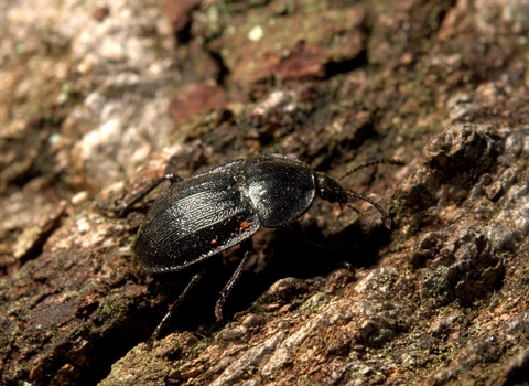 A black snail beetle on a rotten log
