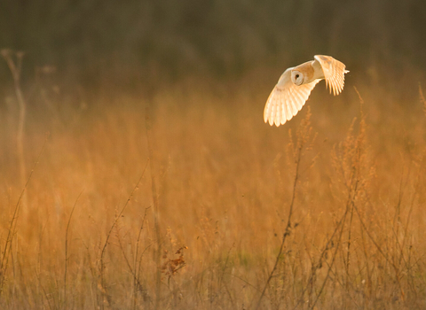 Barn owl