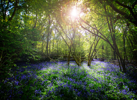 Bluebell woodland