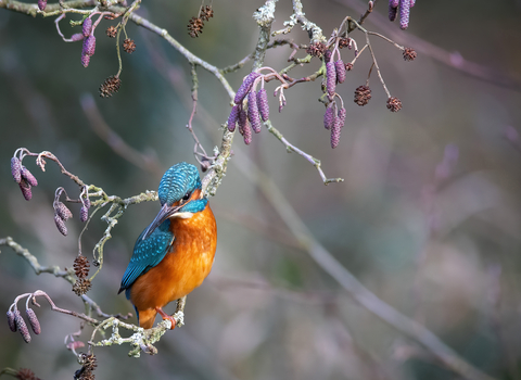 Kingfisher (c) Gus Moore