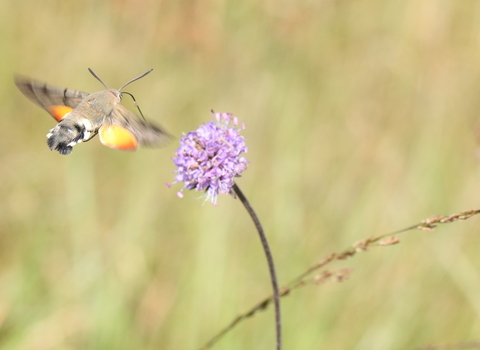 Hummingbird hawk-moth feeding on devil's-bit scabious