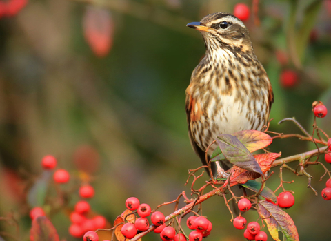 A redwing perched on a berry-laden branch