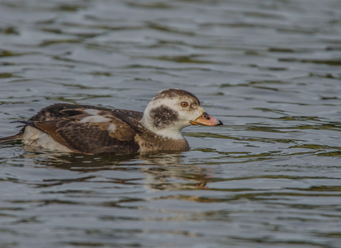 A first-winter long-tailed duck, with a brown and white body and largely pink bill, swims along a lake